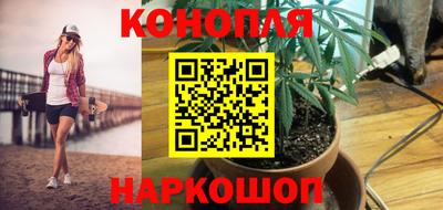 стафф Гай