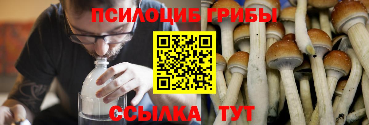 Псилоцибиновые грибы Psilocybe Курск